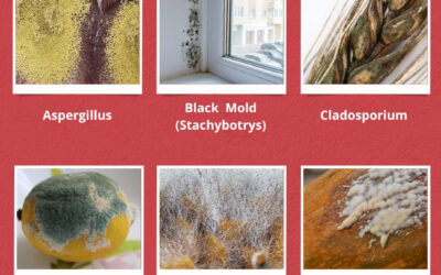 Florida Mold Guide: Types, Prevention, and When to Call The Pros